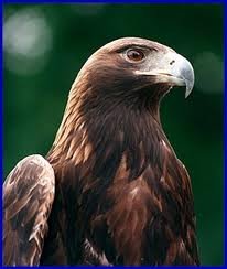 Eagle_